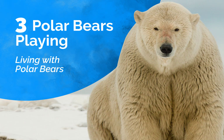 3 Polar bears playing | Living with Polar Bears