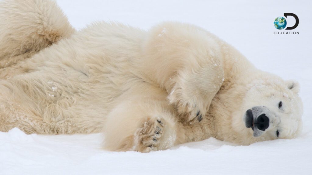 Living with Polar Bears Virtual Field Trip